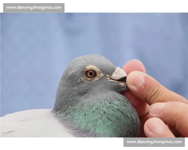 信鸽竞技大赛精彩纷呈高手云集展现飞翔速度与智慧的极限挑战